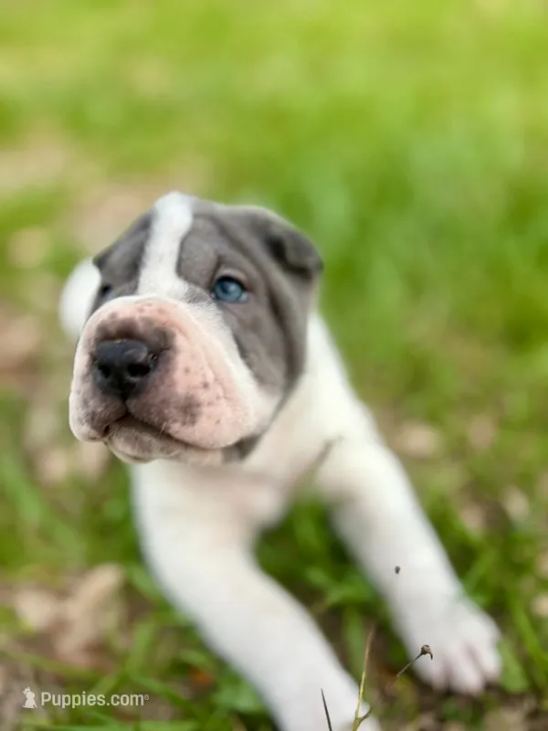 Freckles  – Chinese Shar-Pei puppy for sale in Bradenton, FL