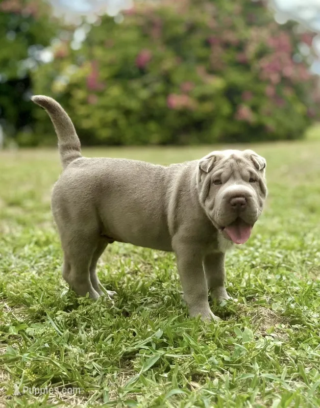 Biggie – Chinese Shar-Pei puppy for sale in Wesley Chapel, FL