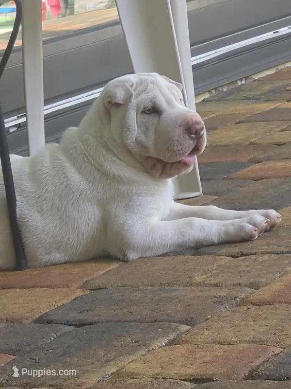 Suga – Chinese Shar-Pei puppy for sale in Wesley Chapel, FL