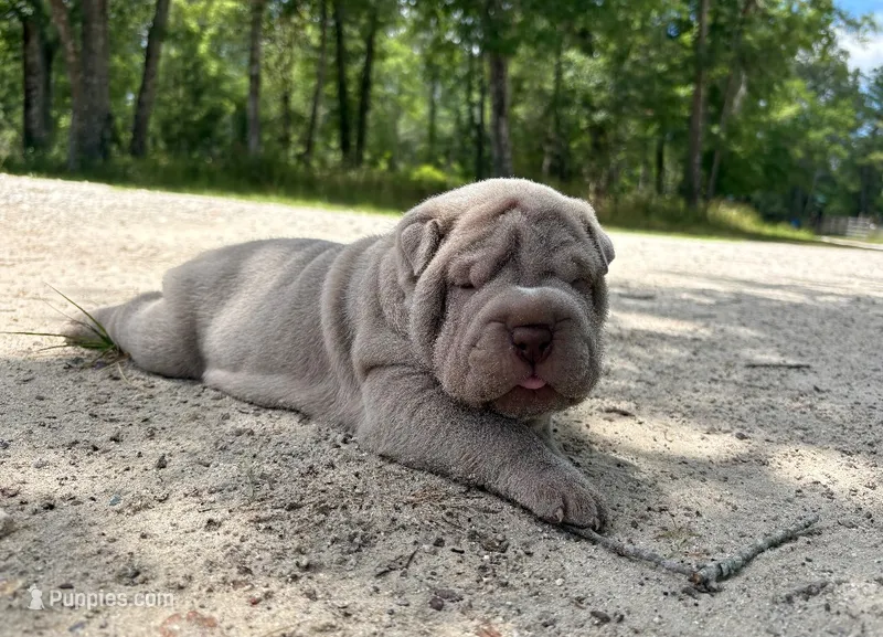 Biggie – Chinese Shar-Pei puppy for sale in Bradenton, FL