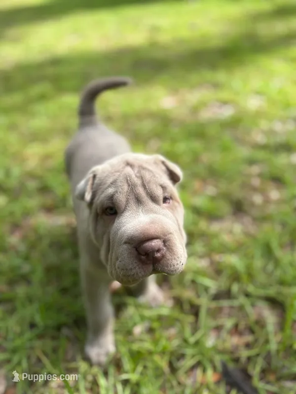 Biggie – Chinese Shar-Pei puppy for sale in Bradenton, FL
