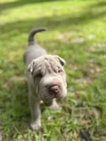 Biggie, a male Chinese Shar-Pei for sale in Bradenton, FL – 1 of 3