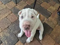 Suga, a female Chinese Shar-Pei for sale in Wesley Chapel, FL – 2 of 10