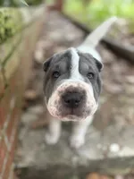 Freckles , a female Chinese Shar-Pei for sale in Bradenton, FL – 3 of 3