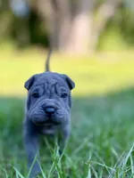 Peanut , a male Chinese Shar-Pei for sale in Bradenton, FL – 2 of 4