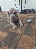 Biggie, a male Chinese Shar-Pei for sale in Wesley Chapel, FL – 5 of 8