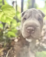 Biggie, a male Chinese Shar-Pei for sale in Wesley Chapel, FL – 7 of 8
