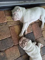 Suga, a female Chinese Shar-Pei for sale in Wesley Chapel, FL – 8 of 10