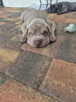 Biggie, a male Chinese Shar-Pei for sale in Wesley Chapel, FL – 8 of 8