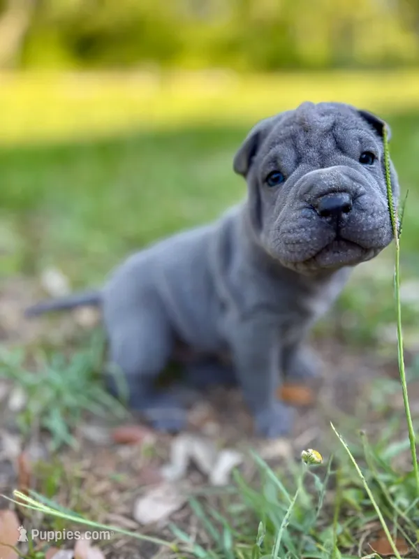 Peanut  – Chinese Shar-Pei puppy for sale in Bradenton, FL