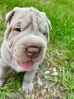 Biggie, a male Chinese Shar-Pei for sale in Wesley Chapel, FL – 5 of 5