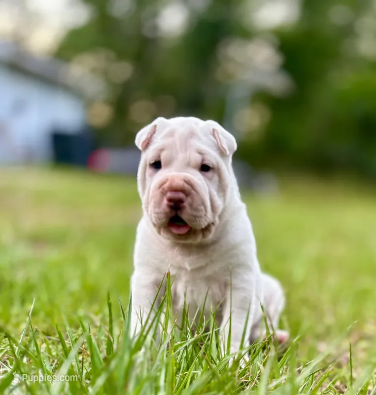Snow – Chinese Shar-Pei puppy for sale in Bradenton, FL
