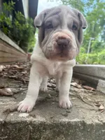 Luna, a female Chinese Shar-Pei for sale in Bradenton, FL – 2 of 3