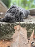 Raven, a female Chinese Shar-Pei for sale in Bradenton, FL – 2 of 2