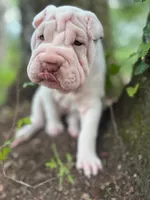 Suga, a female Chinese Shar-Pei for sale in Bradenton, FL – 3 of 4