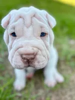 Snow, a female Chinese Shar-Pei for sale in Bradenton, FL – 2 of 3