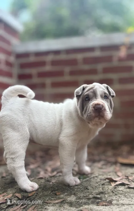 Luna – Chinese Shar-Pei puppy for sale in Bradenton, FL
