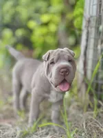 Biggie, a male Chinese Shar-Pei for sale in Wesley Chapel, FL – 6 of 8