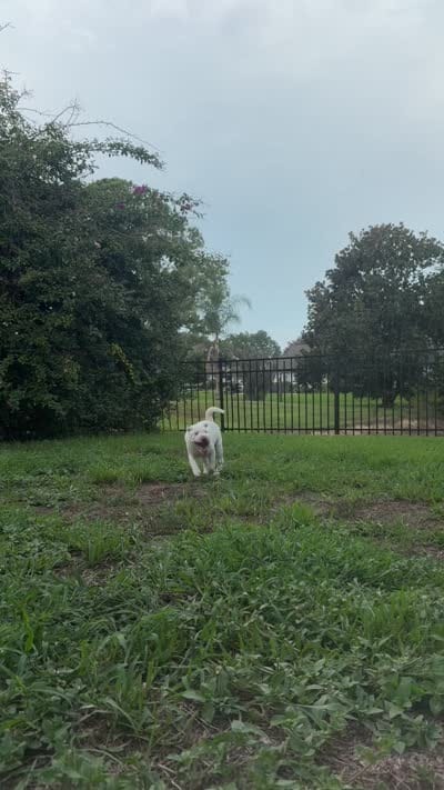 Suga, a female Chinese Shar-Pei for sale in Wesley Chapel, FL – 10 of 10