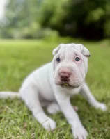 Suga, a female Chinese Shar-Pei for sale in Wesley Chapel, FL – 5 of 10