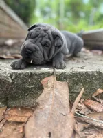 Raven, a female Chinese Shar-Pei for sale in Bradenton, FL – 1 of 2