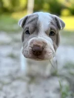 Luna, a female Chinese Shar-Pei for sale in Bradenton, FL – 3 of 3