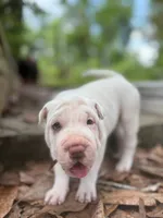 Suga, a female Chinese Shar-Pei for sale in Bradenton, FL – 2 of 4