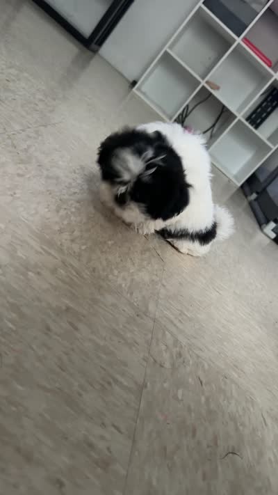 Oreo, a female Shih Tzu for sale in Cutler Bay, FL – 5 of 5