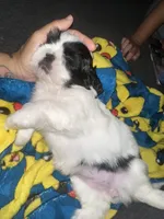 Oreo, a female Shih Tzu for sale in Cutler Bay, FL – 2 of 5