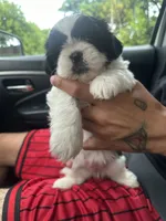 Oreo, a female Shih Tzu for sale in Cutler Bay, FL – 3 of 5