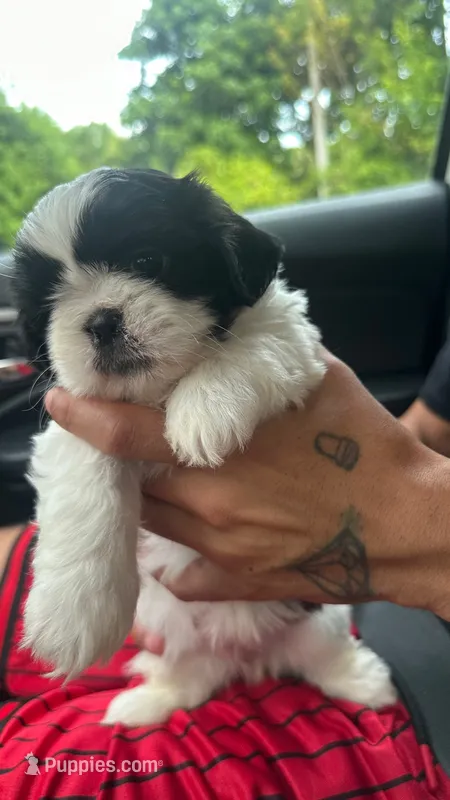 Oreo – Shih Tzu puppy for sale in Cutler Bay, FL