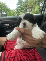 Oreo, a female Shih Tzu for sale in Cutler Bay, FL – 4 of 5