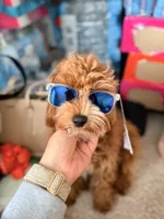 Rider, a male Cavapoo for sale in Statesboro, GA – 1 of 5