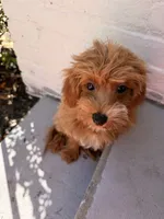Rider, a male Cavapoo for sale in Statesboro, GA – 4 of 5