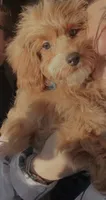 Rider, a male Cavapoo for sale in Statesboro, GA – 2 of 5