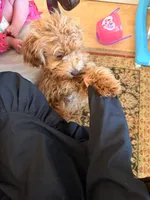 Rider, a male Cavapoo for sale in Statesboro, GA – 5 of 5