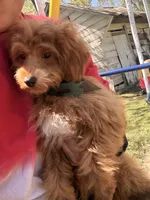 Rider, a male Cavapoo for sale in Statesboro, GA – 3 of 5