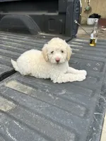 Not named , a male Maltese and Poodle - Multi-Colored Standard for sale in Newman, CA – 2 of 6