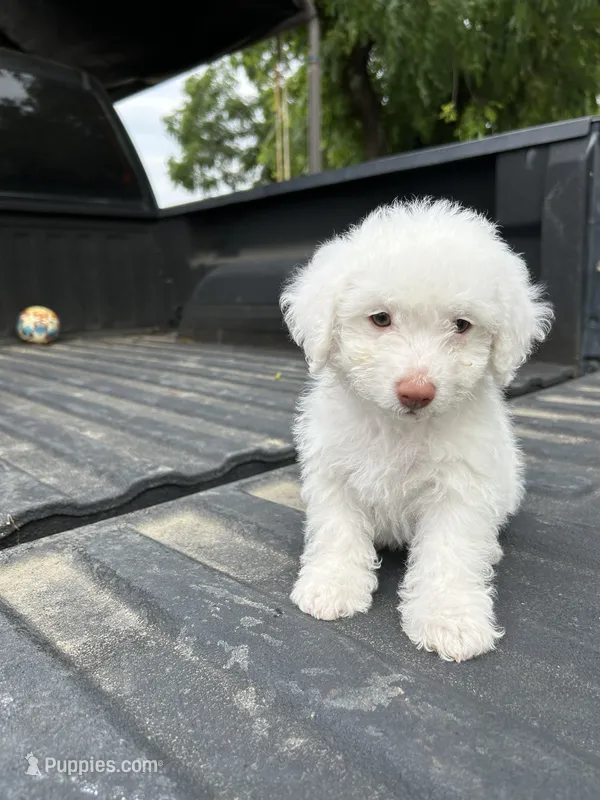No name yet  – Maltese, Poodle - Multi-Colored Standard puppy for sale in Newman, CA