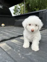No name yet , a female Maltese and Poodle - Multi-Colored Standard for sale in Newman, CA – 1 of 7