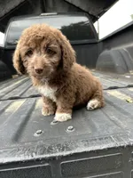 No name yet , a female Maltese and Poodle - Multi-Colored Standard for sale in Newman, CA – 4 of 7