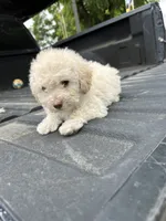 No name yet , a female Maltese and Poodle - Multi-Colored Standard for sale in Newman, CA – 2 of 6