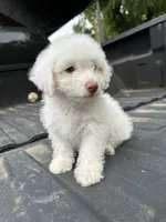 No name yet , a female Maltese and Poodle - Multi-Colored Standard for sale in Newman, CA – 4 of 7