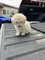 No name yet , a female Maltese and Poodle - Multi-Colored Standard for sale in Newman, CA – 6 of 6