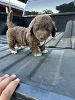 No name, a female Maltipoo for sale in Newman, CA – 3 of 4