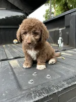 No name yet , a female Maltese and Poodle - Multi-Colored Standard for sale in Newman, CA – 3 of 7
