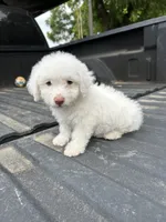 No name yet , a female Maltese and Poodle - Multi-Colored Standard for sale in Newman, CA – 2 of 7