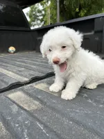 No name yet , a female Maltese and Poodle - Multi-Colored Standard for sale in Newman, CA – 3 of 7