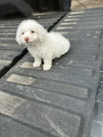 No name yet , a female Maltese and Poodle - Multi-Colored Standard for sale in Newman, CA – 7 of 7