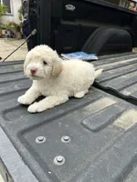 Not named , a male Maltese and Poodle - Multi-Colored Standard for sale in Newman, CA – 5 of 6